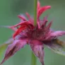 Bergamot, Scarlet beebalm (plant) Visuel 4