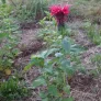 plant de monarde rouge
