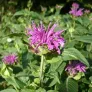 Fleurs de monarde violette