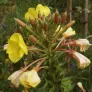 Evening Primrose (seeds) Visuel 2