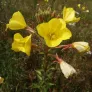 Evening Primrose (plant) Visuel 2
