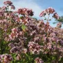 plant d'origan en fleurs
