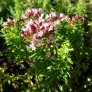 fleurs d'origan compact