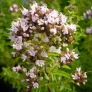 Compact marjoram (plant) Visuel 2