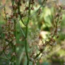 Garden sorrel (plant) Visuel 2