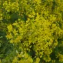 Dyer's woad (seeds) Visuel 2