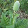 Oriental poppy (seeds) Visuel 3