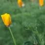 fleur d'eschscholzia