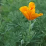 Californian poppy (seeds) Visuel 3