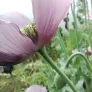 Poppy (seeds) Visuel 5
