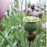 Poppy (seeds) Visuel 4