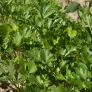 Flat leaf parsley (seeds) Visuel 2
