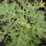 Roman wormwood (plant) Visuel 1