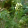 Salad burnet (plant) Visuel 3