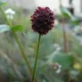 Great burnet (plant) Visuel 3