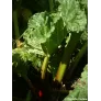 rhubarbe-rheum-rhabarbarum-feuilles-cotes-plant