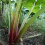 cotes et feuilles de rhubarbe