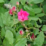 Red rose of lancaster (plant) Visuel 3