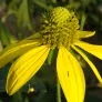 Cutleaf Coneflower, Black-Eyed Susan (seeds) Visuel 1