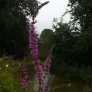 Purple Loosestrife (plant) Visuel 2