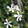 fleurs blanches de saponaire
