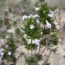 Summer savory (seeds) Visuel 2
