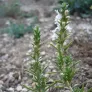 Winter savory (plant) Visuel 3