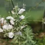 White sage (plant) Visuel 2