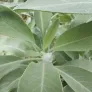 White sage (plant) Visuel 3