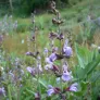 plant de sauge officinale en fleurs