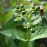 Knotty figwort (plant) Visuel 4