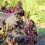 Purple Shiso (seeds) Visuel 1