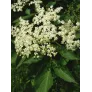 black elder flower