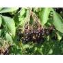 black elder fruit