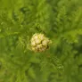 Curly Leaf Tansy (plant) Visuel 2