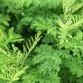 Curly Leaf Tansy (plant) Visuel 3