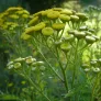 Tansy (plant) Visuel 3