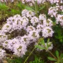 Cevenol thyme, Dwarf thyme (plant) Visuel 3