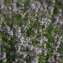 Common thyme (plant) Visuel 2
