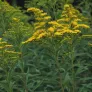 Canada Goldenrod (plant) Visuel 2