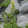 European Goldenrod (plant) Visuel 2