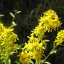 European Goldenrod (plant) Visuel 1