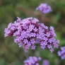 Purple-top vervain (seeds) Visuel 1
