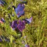 Viper's Bugloss (seeds) Visuel 2
