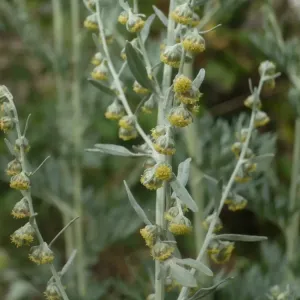 absinthe-artemisa-absinthium-fleurs-plant