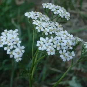 fleurs d'achillée millefeuille
