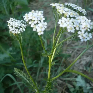 plant d'achillée millefeuille en fleurs