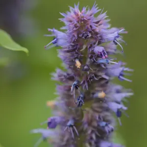 fleurs d'agastache fenouil