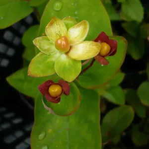 feuilles d'androsème