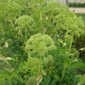 plante angélique officinale